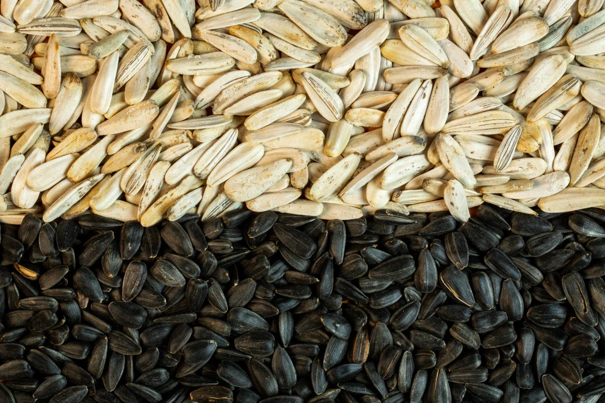 Benefits of Sunflower Seeds: Why They’re a Healthy Snack